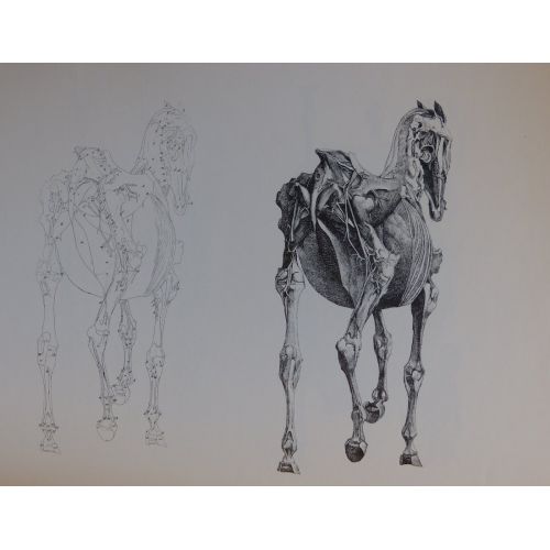 George Stubbs, Atın Arka Anatomisi