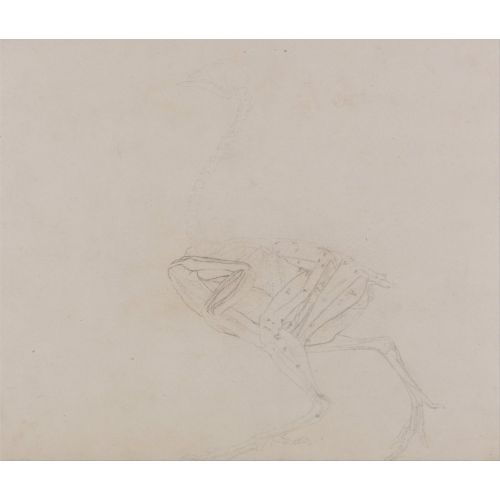 George Stubbs, A Cock Anatomy VIII George Stubbs, A Cock Anatomy VIII