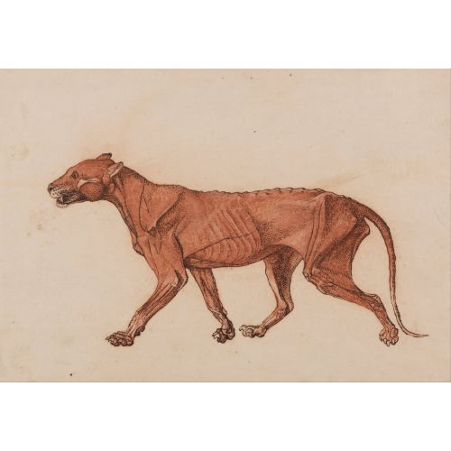George Stubbs, Bir Kaplan Anatomisi Iv