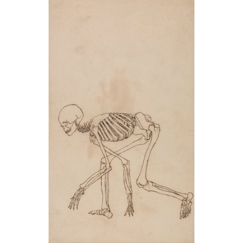 George Stubbs, İnsan Vücudu X