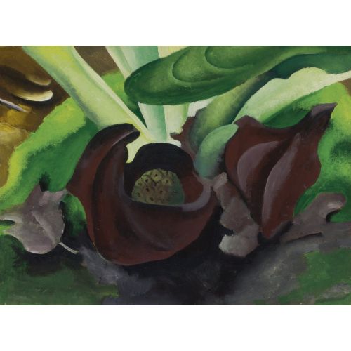 Georgia O'keeffe, Skunk Cabbage Georgia O'keeffe, Skunk Cabbage