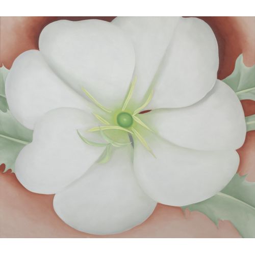 Georgia O'keeffe, Beyaz Çiçek