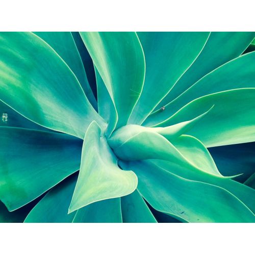 Georgia O'keeffe, Çiçek I