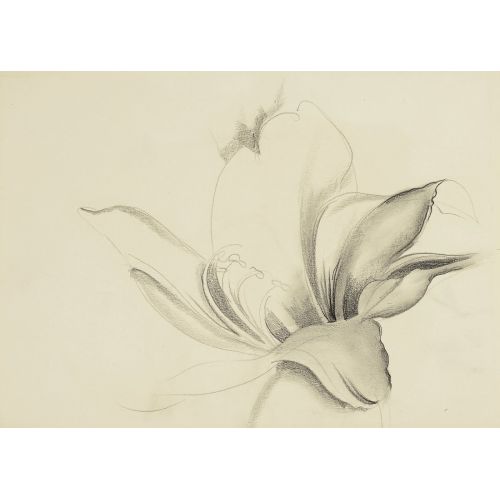 Georgia O'keeffe, Çiçek Çizim