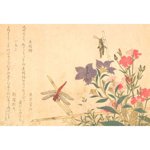 Kitagawa Utamaro Kırmızı Ve Pembe Çin Çiçekleri Kitagawa Utamaro Kırmızı Ve Pembe Çin Çiçekleri