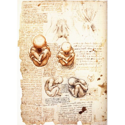 Studies Of The Fetus In The Womb, Leonardo Da Vinci Studies Of The Fetus In The Womb, Leonardo Da Vinci