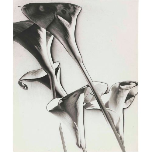 Man Ray, Calla Zambakları Sürrealizm Sanat Akımları Kanvas Efektli Tablo, Resim Kağıdı Baskısı, Reprodüksiyon ve