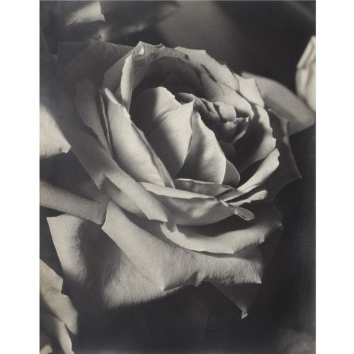 Man Ray, The Rose Man Ray, The Rose