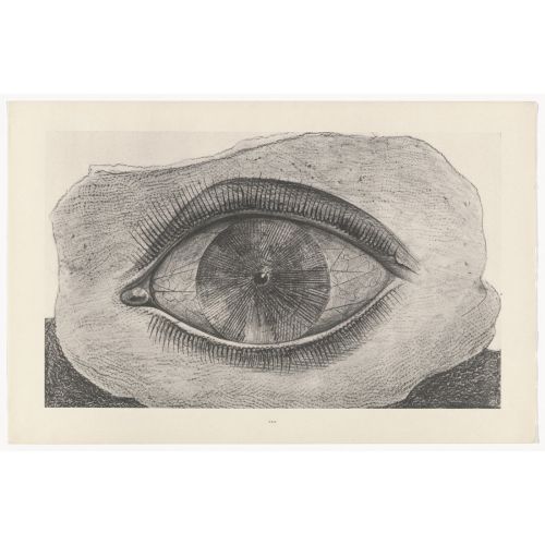 Max Ernst, The Wheel Of Light