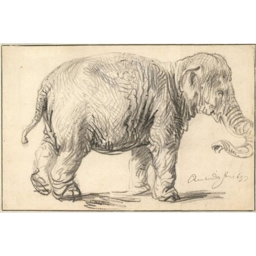 Rembrandt Van Rijn, An Elephant