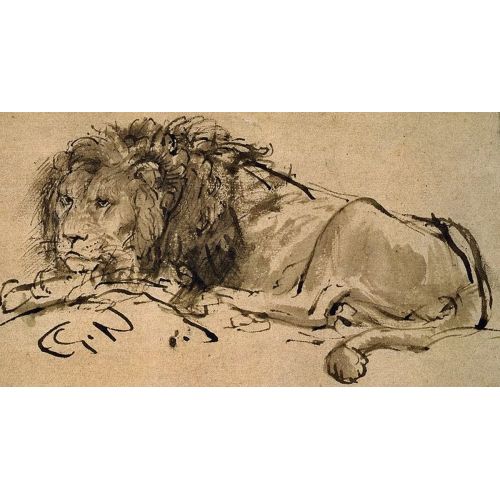Rembrandt Van Rijn, A Lion Lying Down