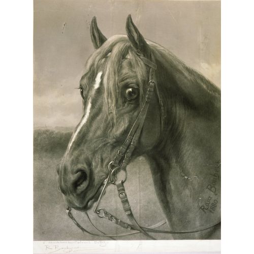 Rosa Bonheur, Albay Cody'ye Rosa Bonheur, Albay Cody'ye