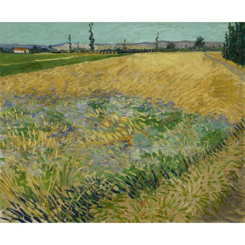 Vincent Van Gogh, Cornfield Vincent Van Gogh, Cornfield