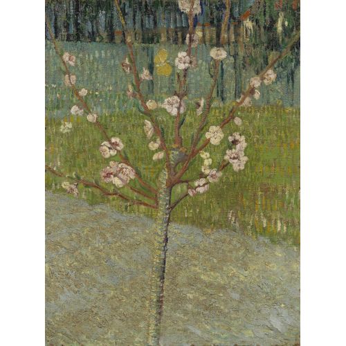 Vincent Van Gogh, Almond Tree In Blossom