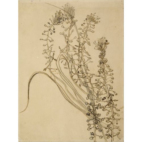 Vincent Van Gogh, Tassel Hyancinth Vincent Van Gogh, Tassel Hyancinth