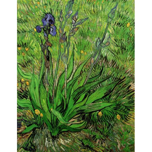 Vincent Van Gogh, Süsen Post Empresyonizm Sanat Akımları Vincent van Gogh, IrisVan Goghun Iris konusu, güzel bir iris