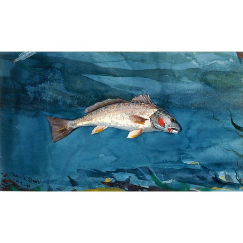 Kanalda Levrek, Bermuda, Winslow Homer Kanalda Levrek, Bermuda, Winslow Homer