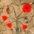 Ebru