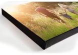 Color Edge  + $9.60 