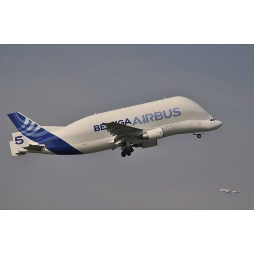 Bga Beluga Posteri Bga Beluga Posteri