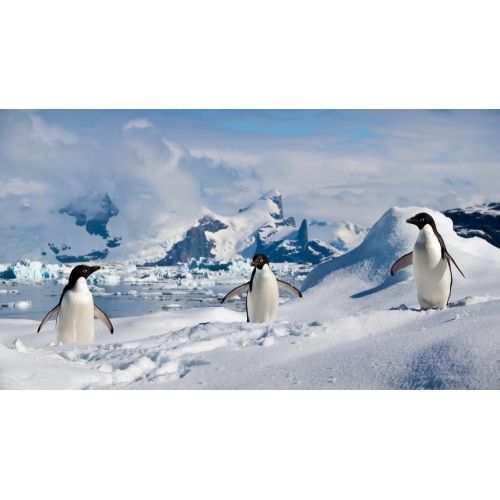 Penguen Posteri Penguen Posteri