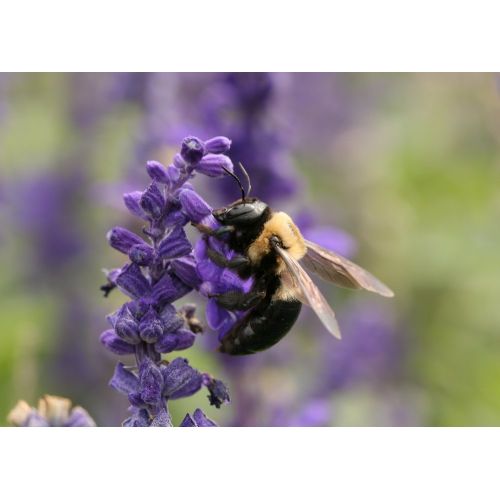 Carpenter Bee Poster Carpenter Bee Poster