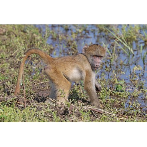 Chacma Baboon Poster Chacma Baboon Poster