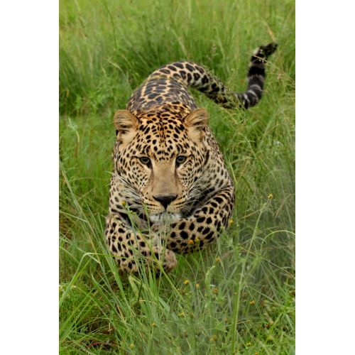 Charging Leopard Posteri