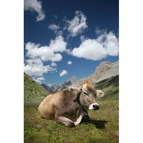 Cow Poster Cow Poster