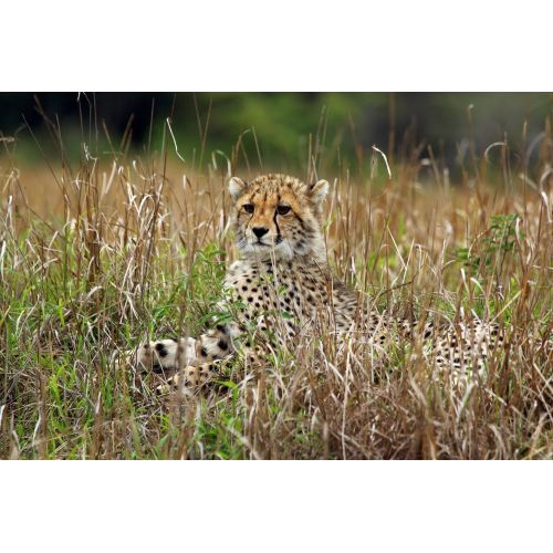 Cheetah Poster The Cheetah Poster features a stunning high-resolution image of a sleek and powerful cheetah. The poster is
