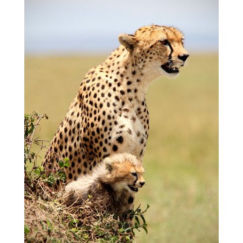 Cheetah And Cub Poster The Cheetah And Cub Poster features a stunning image of a mother cheetah and her cub. The poster captures