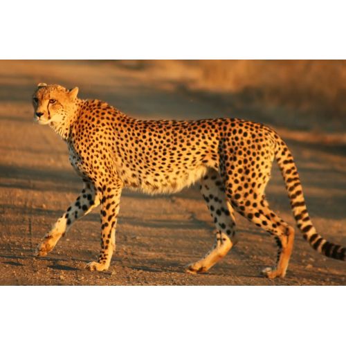 Cheetah Kruger Poster The Cheetah Kruger Poster features a stunning image of a cheetah in its natural habitat. The poster is