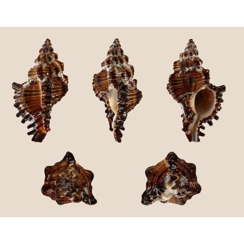 Chicoreus Torrefactus Posteri