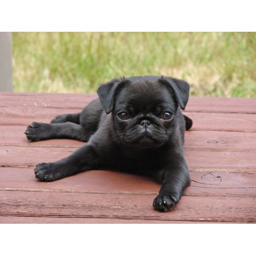 Pug Yavrusu Posteri Pug Yavrusu Posteri