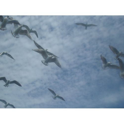 Karabaş Martı Yavru Sürüsü Chroicocephalus Ridibundus Posteri