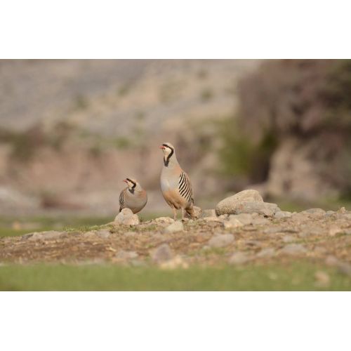 Chukar Partridge Poster