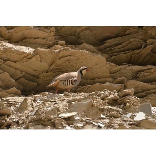 Chukar Partridge Poster 2