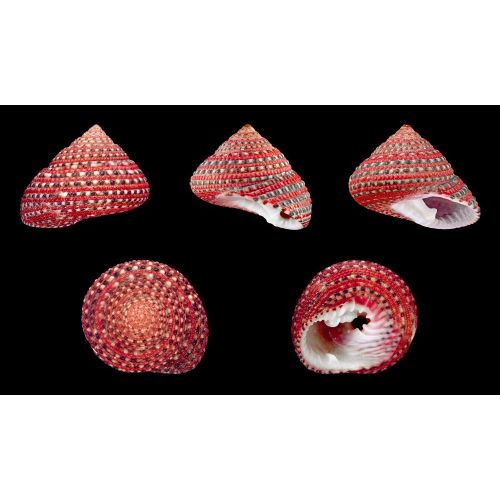 Clanculus Puniceus Poster The Clanculus Puniceus Poster features a stunning image of the vibrant and intricately patterned shell