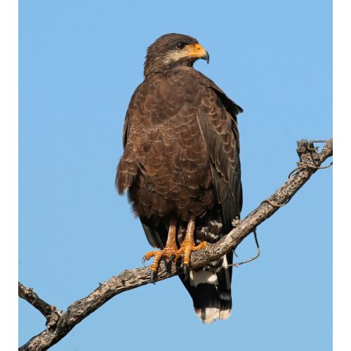 Siyah Şahin Buteogallus Anthracinus Posteri