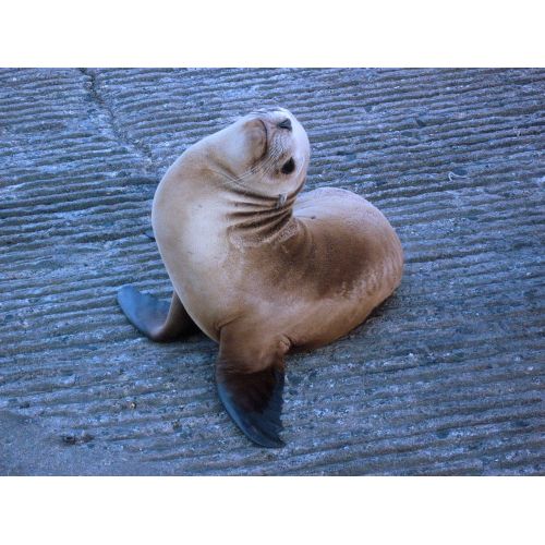 Monk Seal Poster Monk Seal Poster