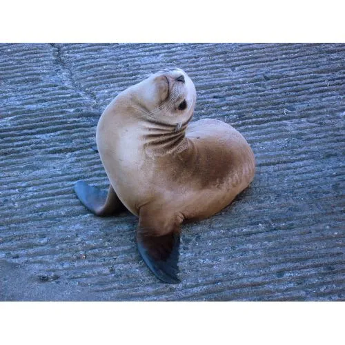 Monk Seal Poster The Monk Seal Poster showcases the elusive and endangered monk seal, known for its unique appearance and playful