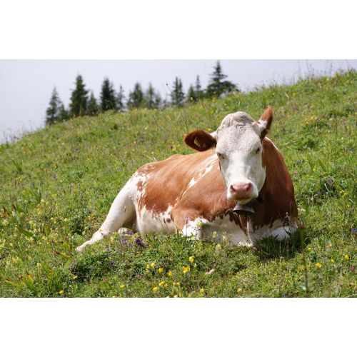 Cow Fleckvieh Oeschinensee Poster Cow Fleckvieh Oeschinensee Poster