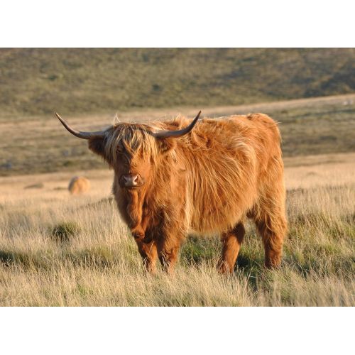 Highland Cows Poster The Highland Cows Poster features beautiful and majestic highland cows in their natural habitat. The poster
