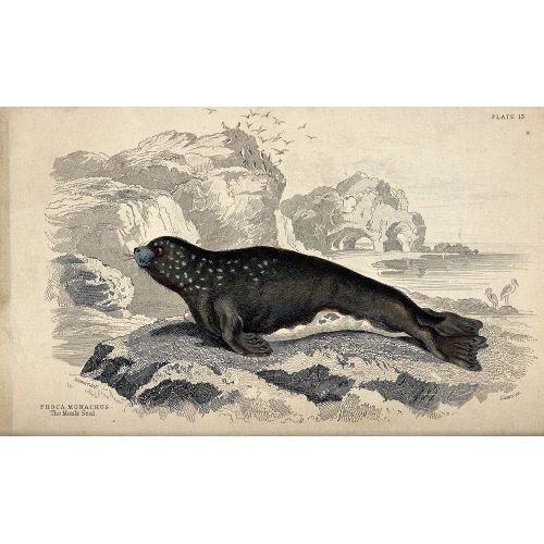 The Monk Seal Poster The Monk Seal Poster