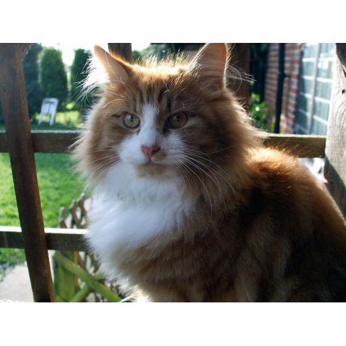 Şirin Kedi Posteri Şirin Kedi Posteri