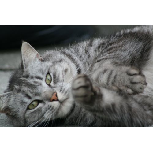 Şirin Kedi Posteri 2 Şirin Kedi Posteri 2