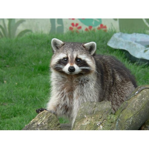 Rakun Şirin Poz Posteri Rakun Şirin Poz Posteri