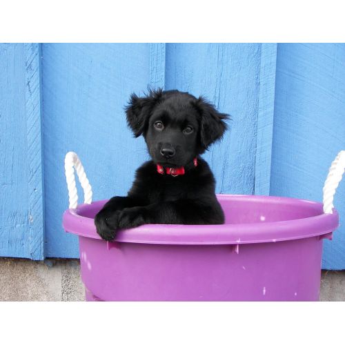 Şirin Köpek Yavrusu Posteri Şirin Köpek Yavrusu Posteri