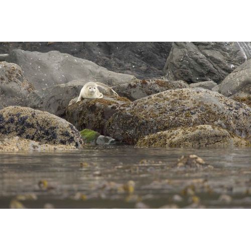 Young Monk Seal Poster Young Monk Seal Poster