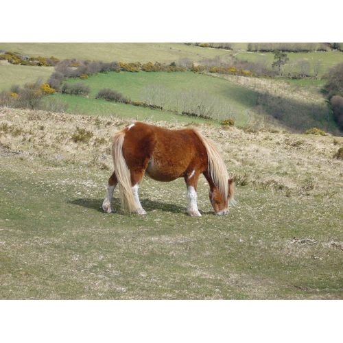 Dartmoor Midillisi Posteri
